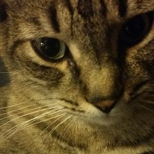 Meet your Posher, Carmen